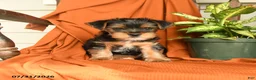 Yorkshire Terrier dogs for sale: Milo - Ad 2