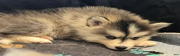 Pomsky dogs for sale: Grey mini - Ad 6