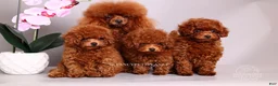 Toy Poodle dogs for sale: HÉLÈNE TINY RED TEACUP TOY POODLE GIRL - Ad 10