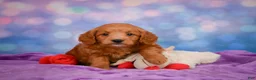 Mini Goldendoodle dogs for sale: REX - Ad 2