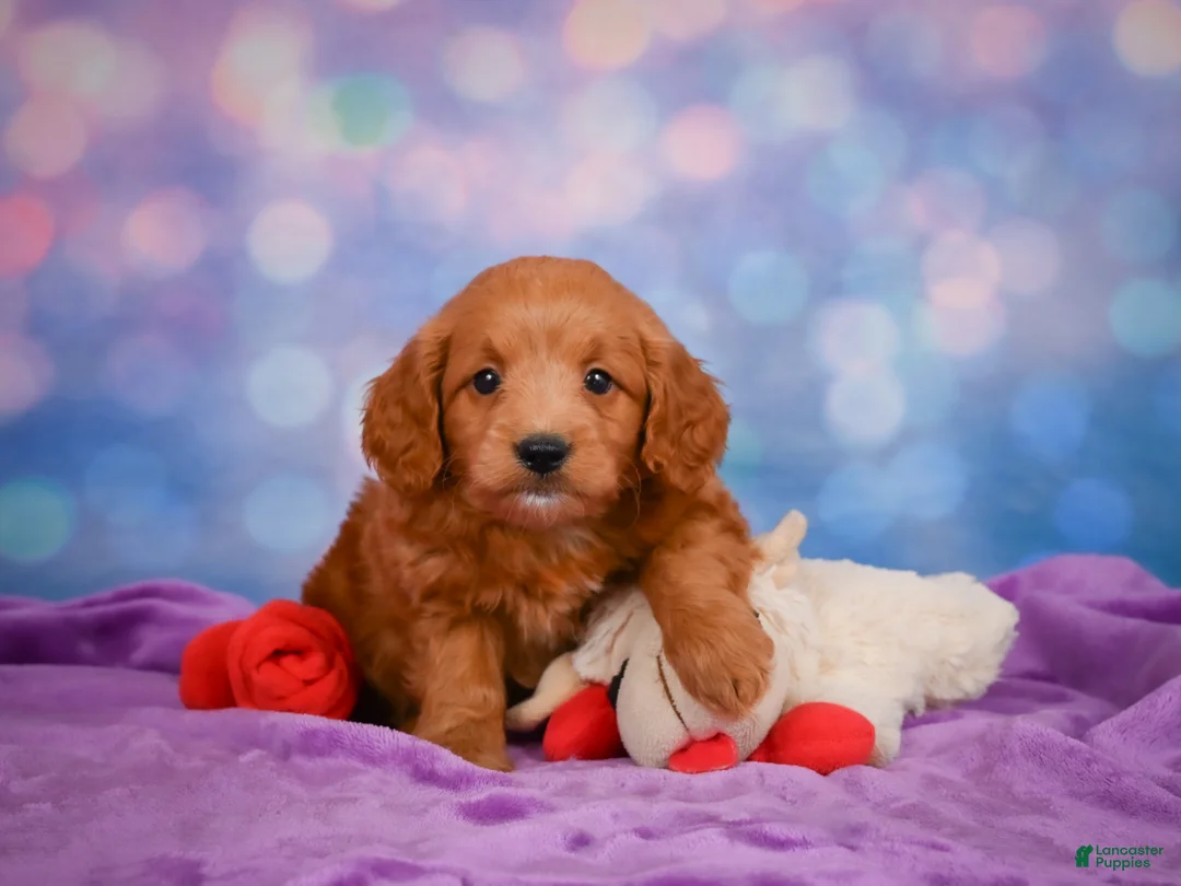Mini Goldendoodle dogs for sale: REX - Ad 2