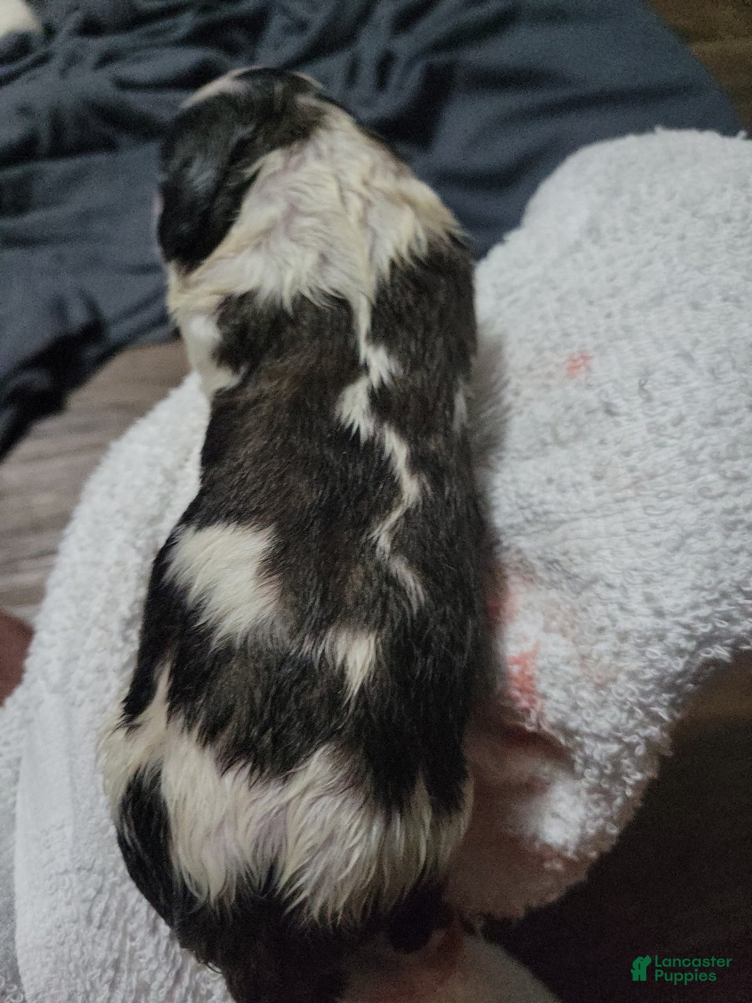 Saint Bernard dogs for sale: Puppy 2  - Ad 1