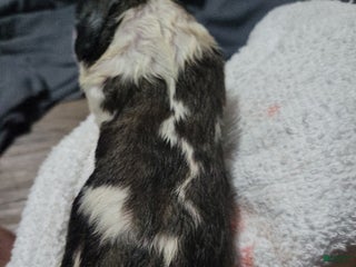 Saint Bernard dogs Puppy 2 - Ad 31