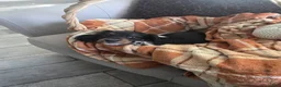 Miniature Dachshund dogs for sale: Mia - Ad 5