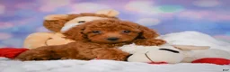 Cavapoo dogs for sale: Dixie - Ad 10