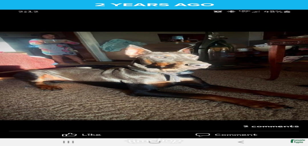 Gallery Image {{count}}