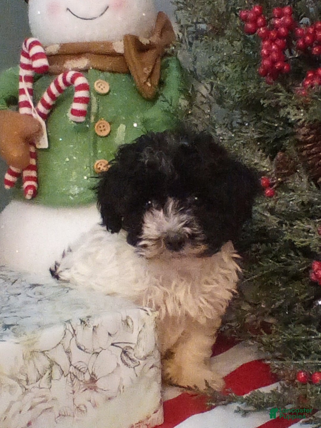 Havapoo dogs for sale: Bella - Ad 4