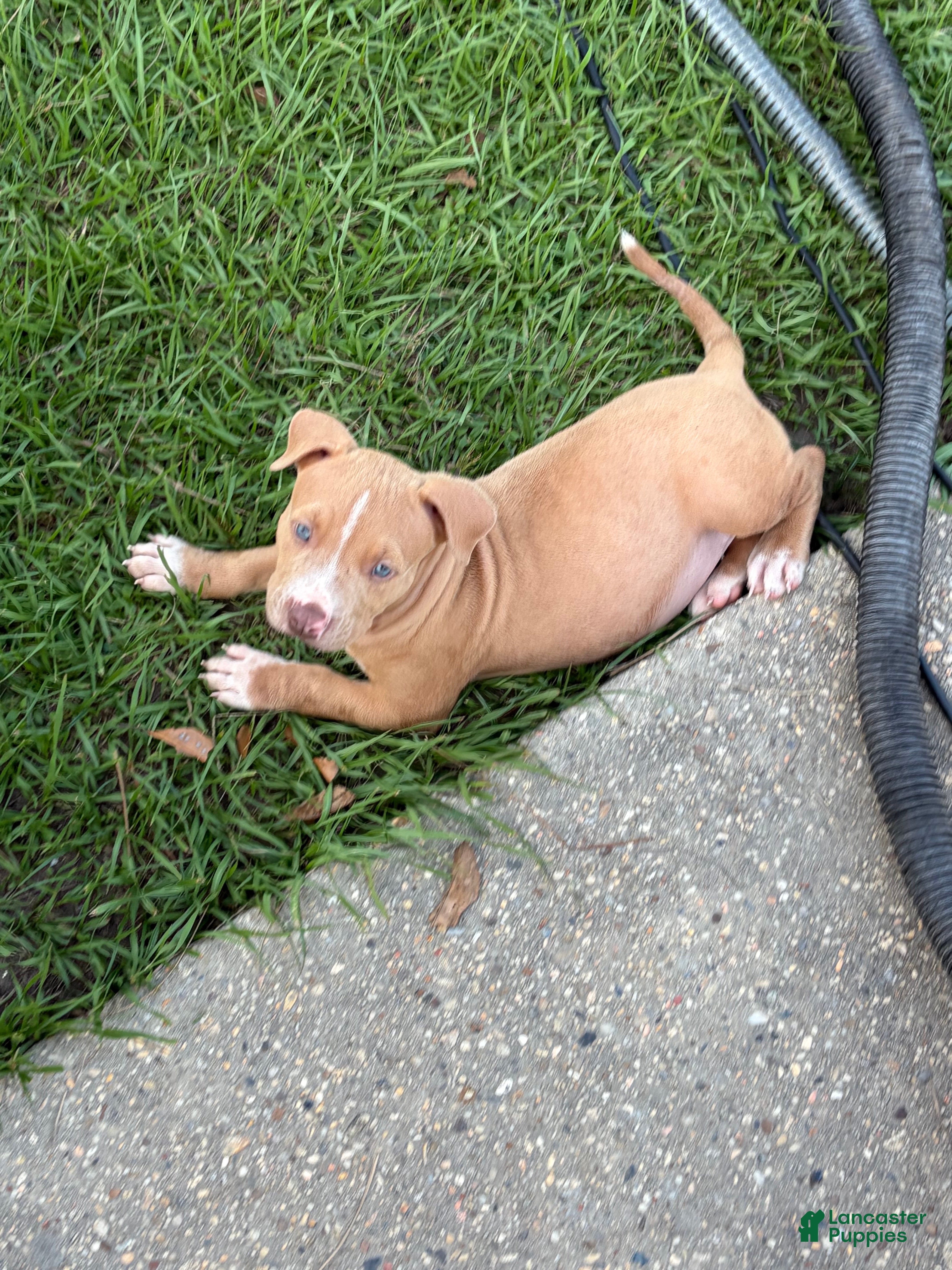 American Bully dogs American Bully 1 - Ad 19