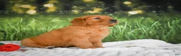 Golden Retriever dogs for sale: Sophie - Ad 5