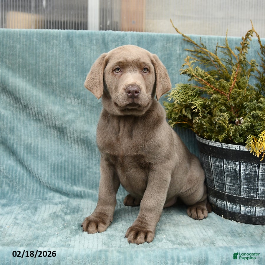 Labrador Retriever dogs Grayson - Ad 1