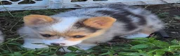 Welsh Corgi Pembroke dogs for sale: Gorgeous George  - Ad 18