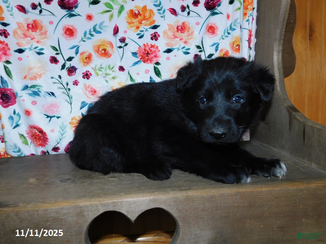 Gallery Image {{count}}