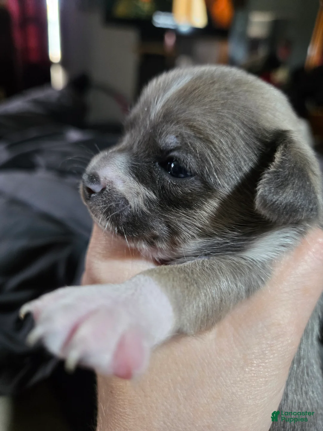 Chihuahua dogs for sale: Chihuahua 4 - Ad 1
