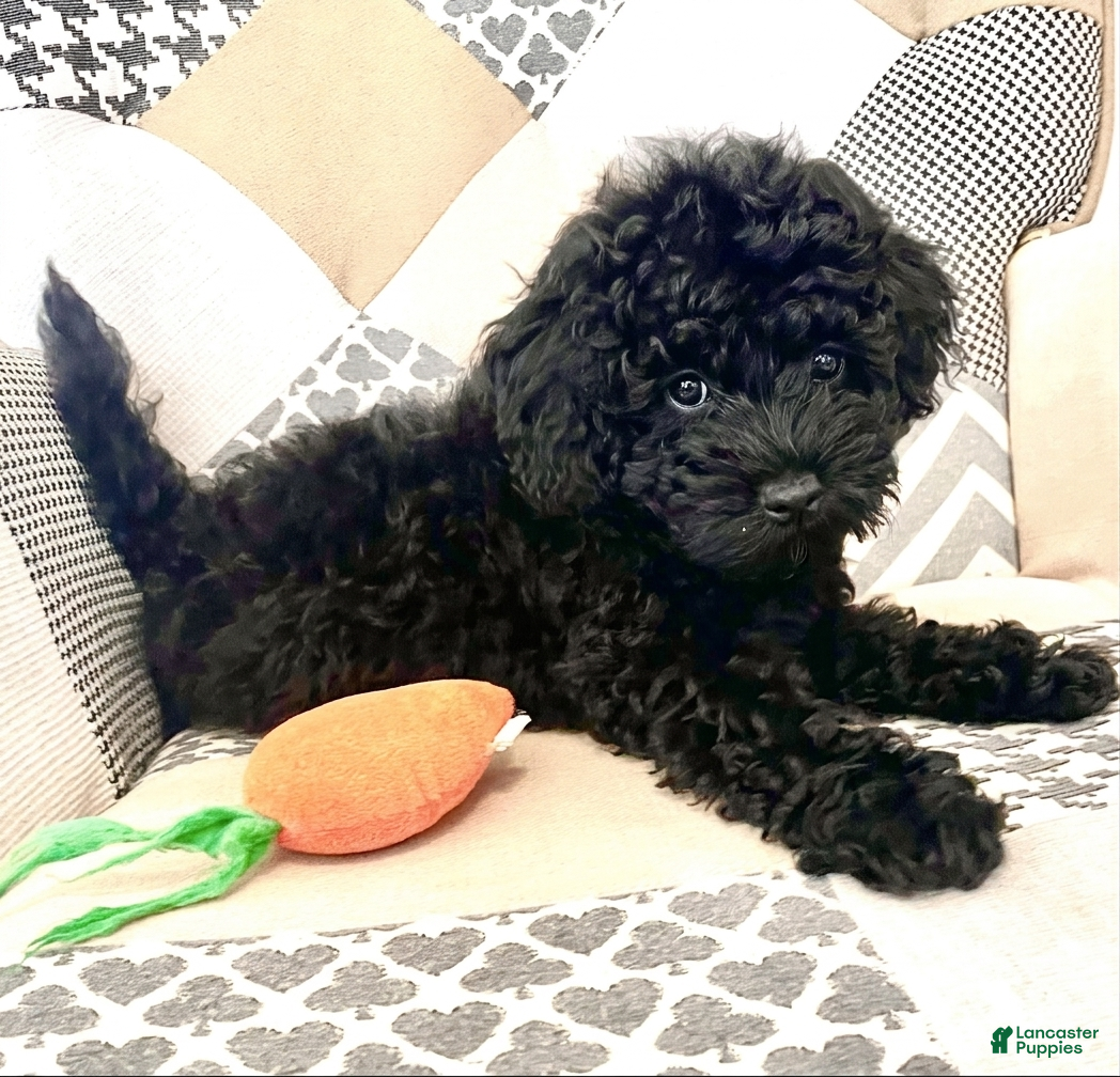 Mixed Breed dogs Pink - Ad 2