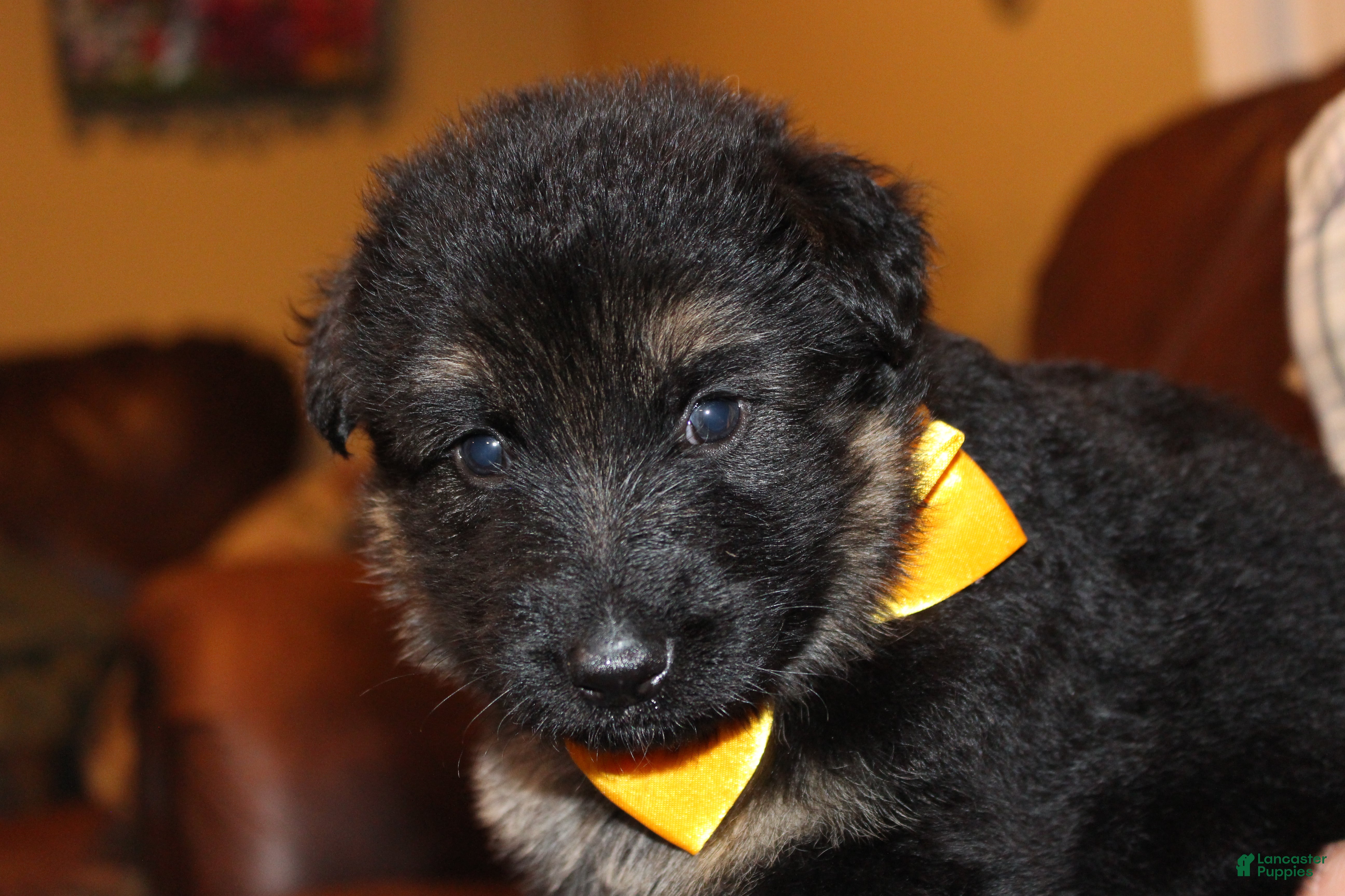 German Shepherd dogs Carla, yellow collar - Ad 2