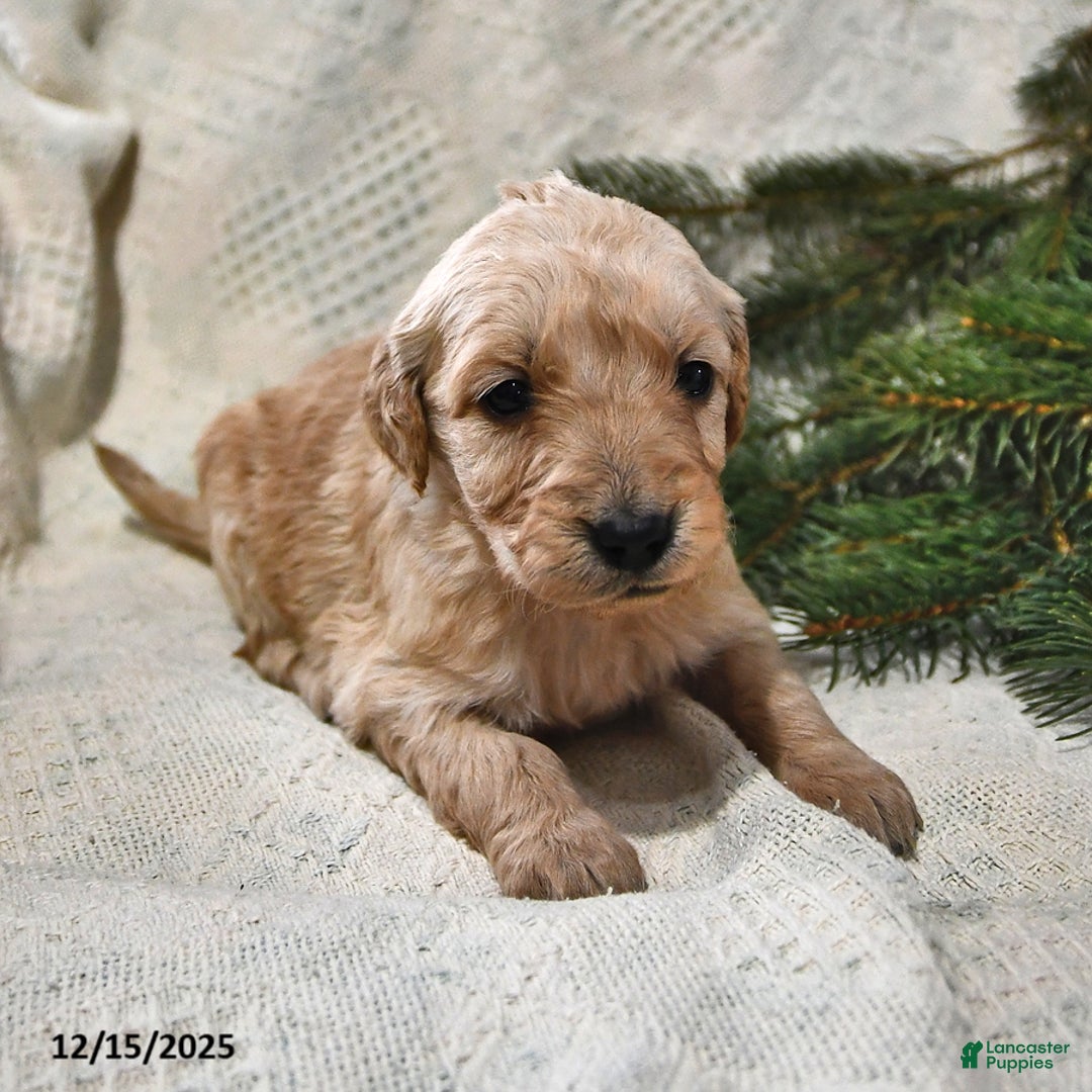 Goldendoodle dogs for sale: Holly - Ad 3