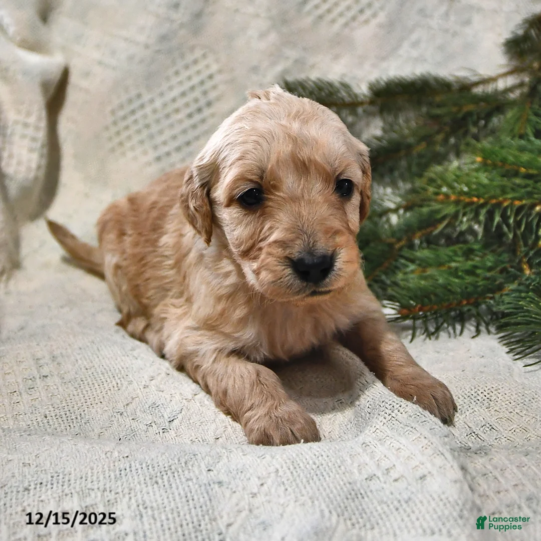 Goldendoodle dogs for sale: Holly - Ad 14