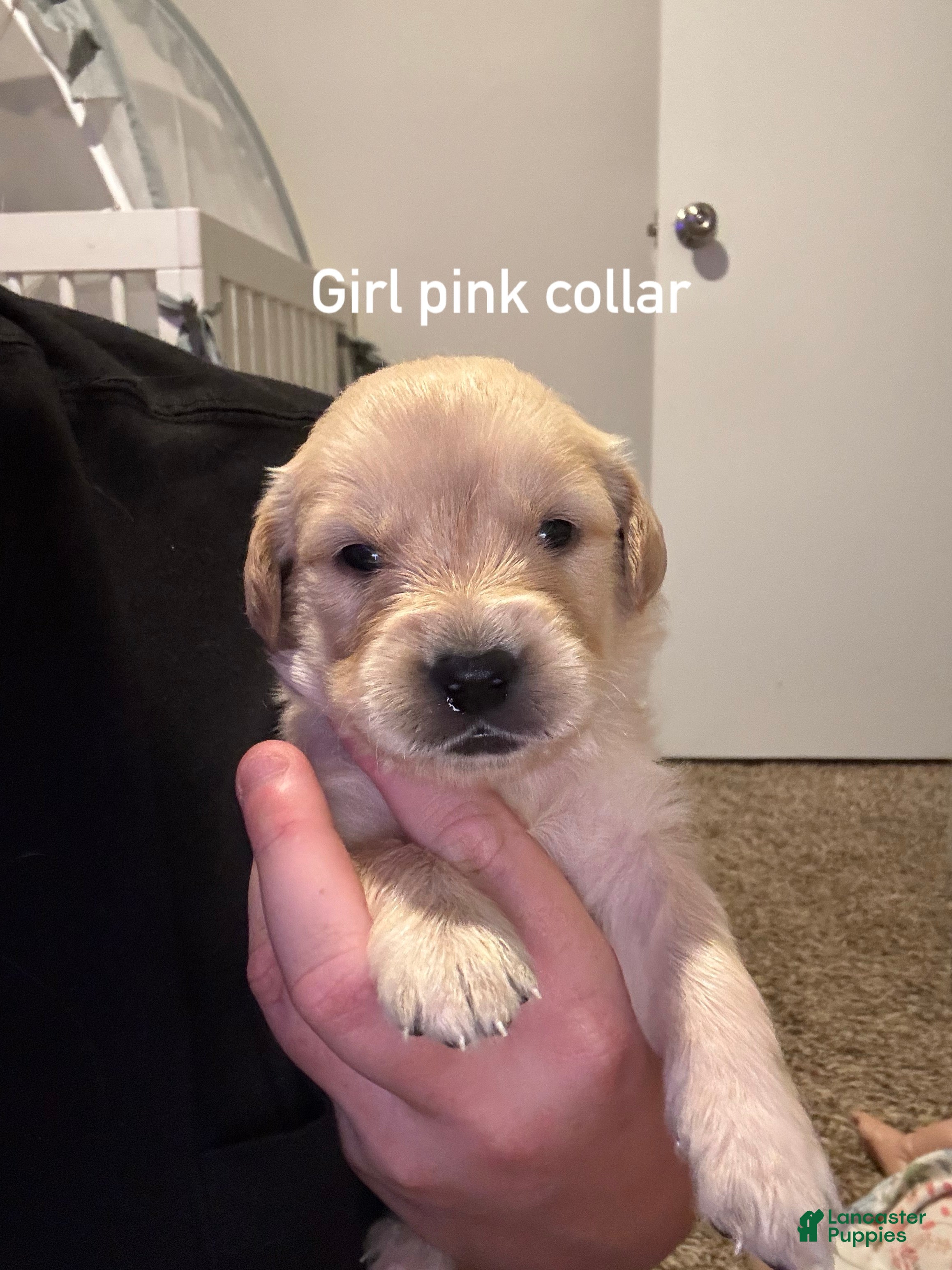 Golden Retriever dogs Pink collar Golden Retriever 6 - Ad 9