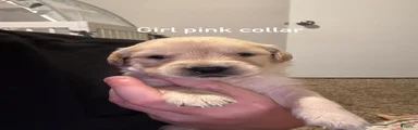 Pink collar Golden Retriever 6