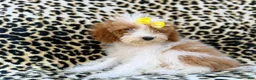 Miniature Poodle dogs for sale: Jazzy - Ad 5