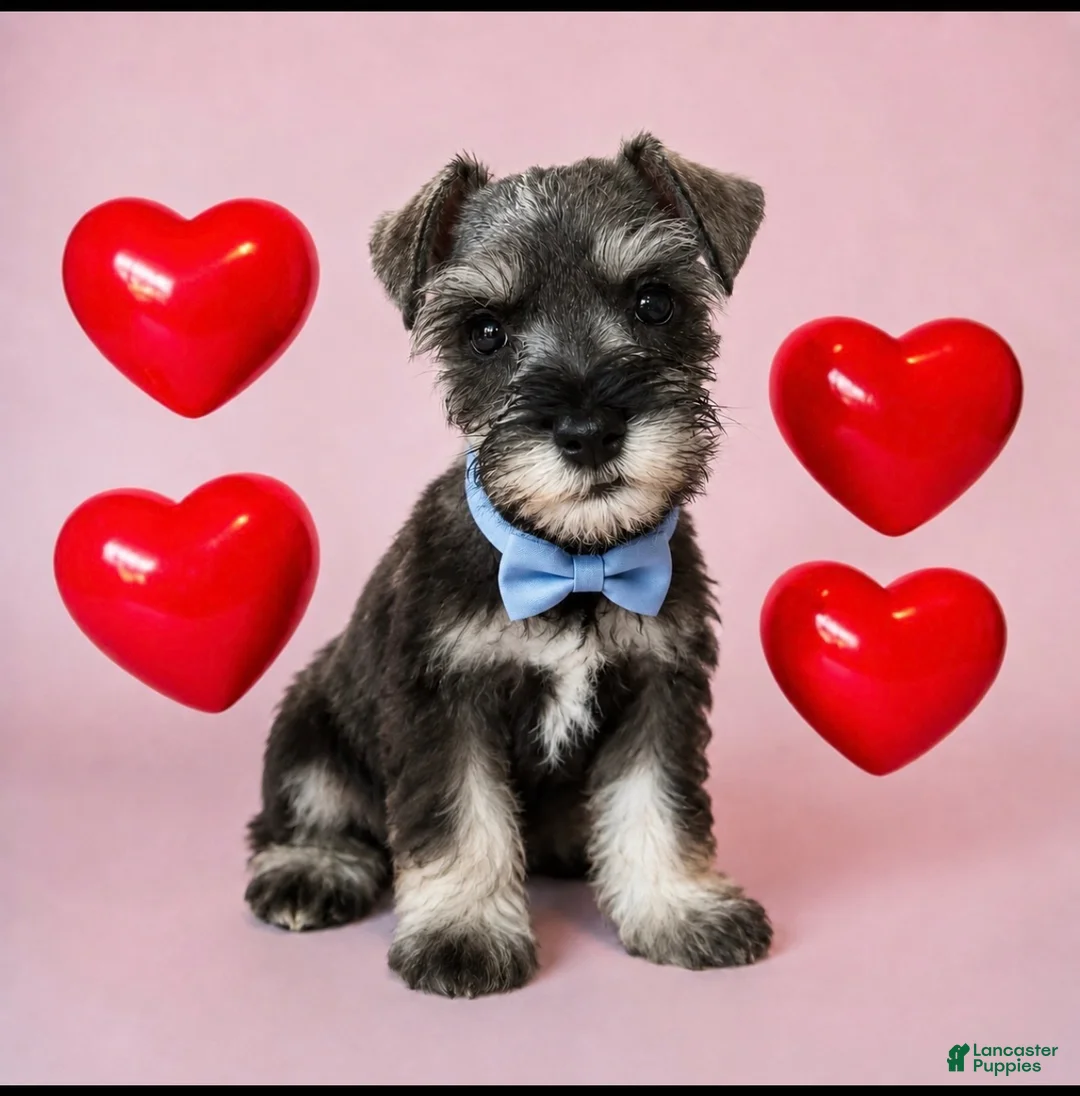 Miniature Schnauzer dogs for sale: Miniature Schnauzer 1 - Ad 1