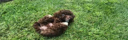 Shihpoo dogs for sale: Leo - Ad 5