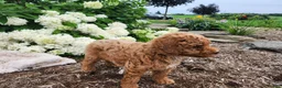 Miniature Poodle dogs for sale: Buster  - Ad 9