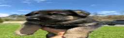 German Shepherd dogs for sale: German Shepherd Puppy 4 - Ad 1