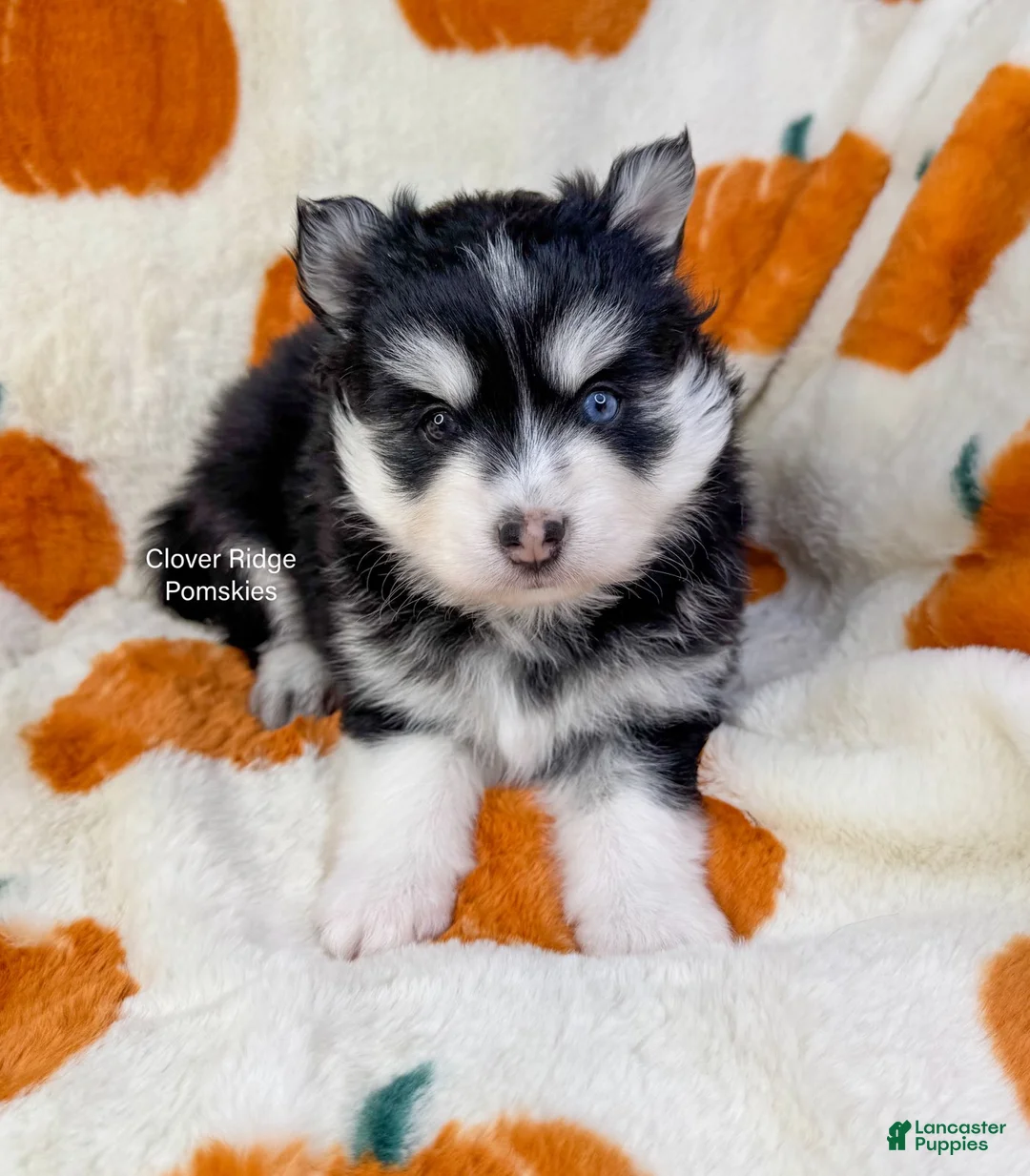 Pomsky dogs for sale: Revena - Ad 3