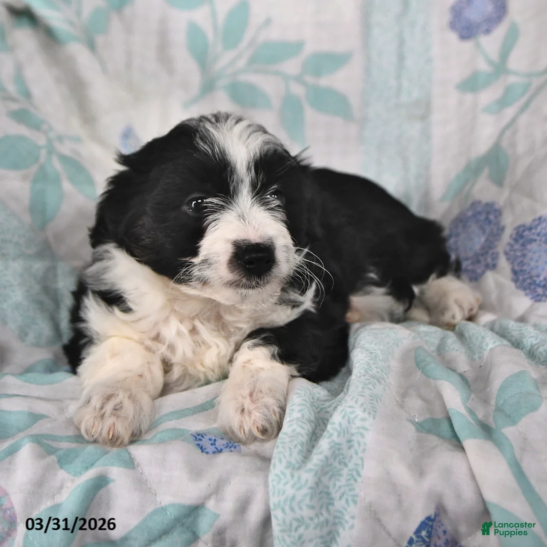 Mini Aussiedoodle dogs for sale: Marley - Ad 1