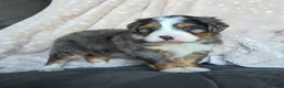 Mini Bernedoodle dogs for sale: Mini Watts  - Ad 3