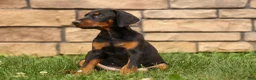 Doberman Pinscher dogs for sale: DAISY - Ad 3