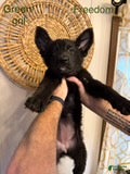 German Shepherd dogs Freedom - Ad 39