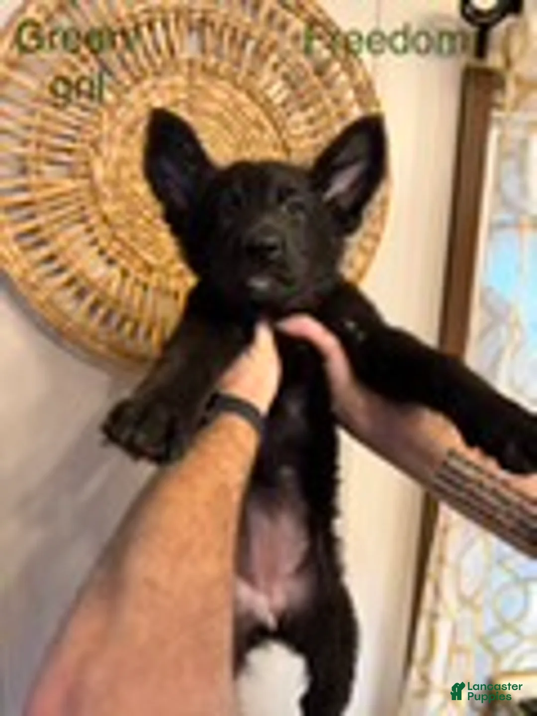German Shepherd dogs for sale: Freedom - Ad 1
