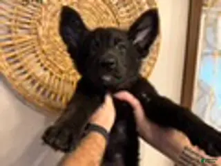 German Shepherd dogs Freedom - Ad 39