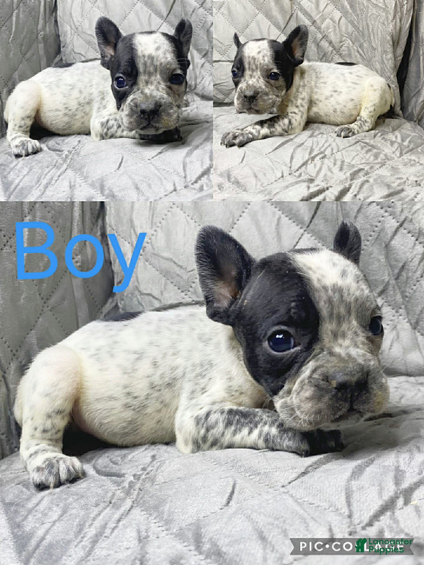 American Bully dogs American Bully Puppy 6 - Ad 30