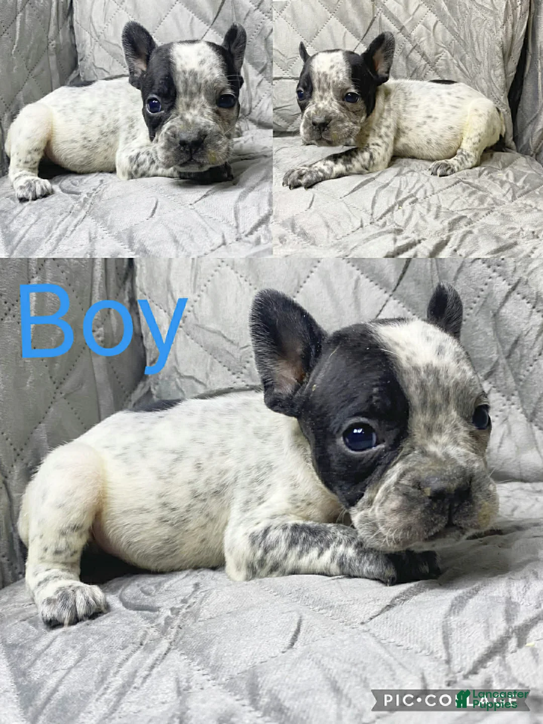 American Bully dogs for sale: American Bully Puppy 6 - Ad 1