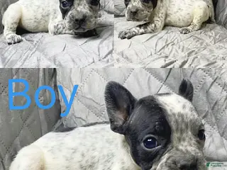 American Bully dogs American Bully Puppy 6 - Ad 30