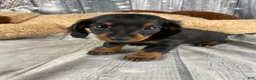 Miniature Dachshund dogs for sale: Willow - Ad 10
