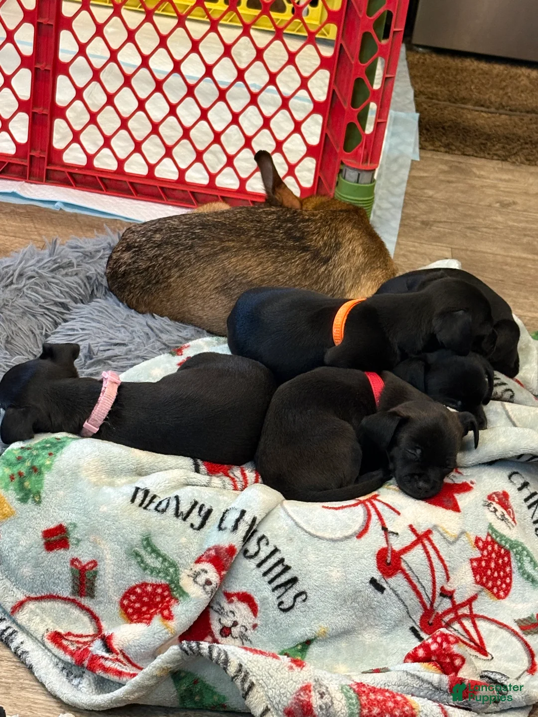 Chihuahua dogs for sale: Chihuahua Puppy 3 - Ad 2
