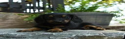 Miniature Dachshund dogs for sale: Cinder - Ad 4