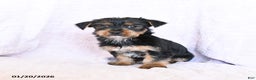 Yorkshire Terrier dogs for sale: Oliver - Ad 2