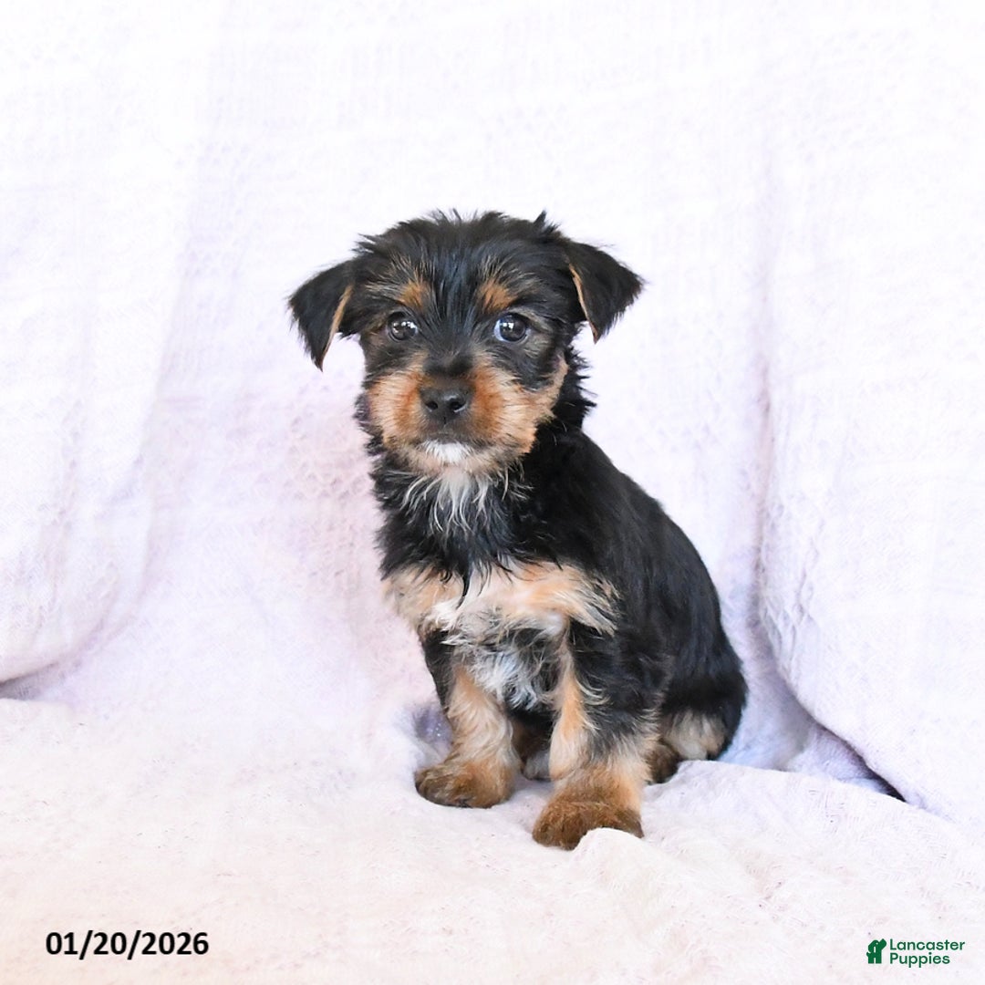 Yorkshire Terrier dogs for sale: Oliver - Ad 2
