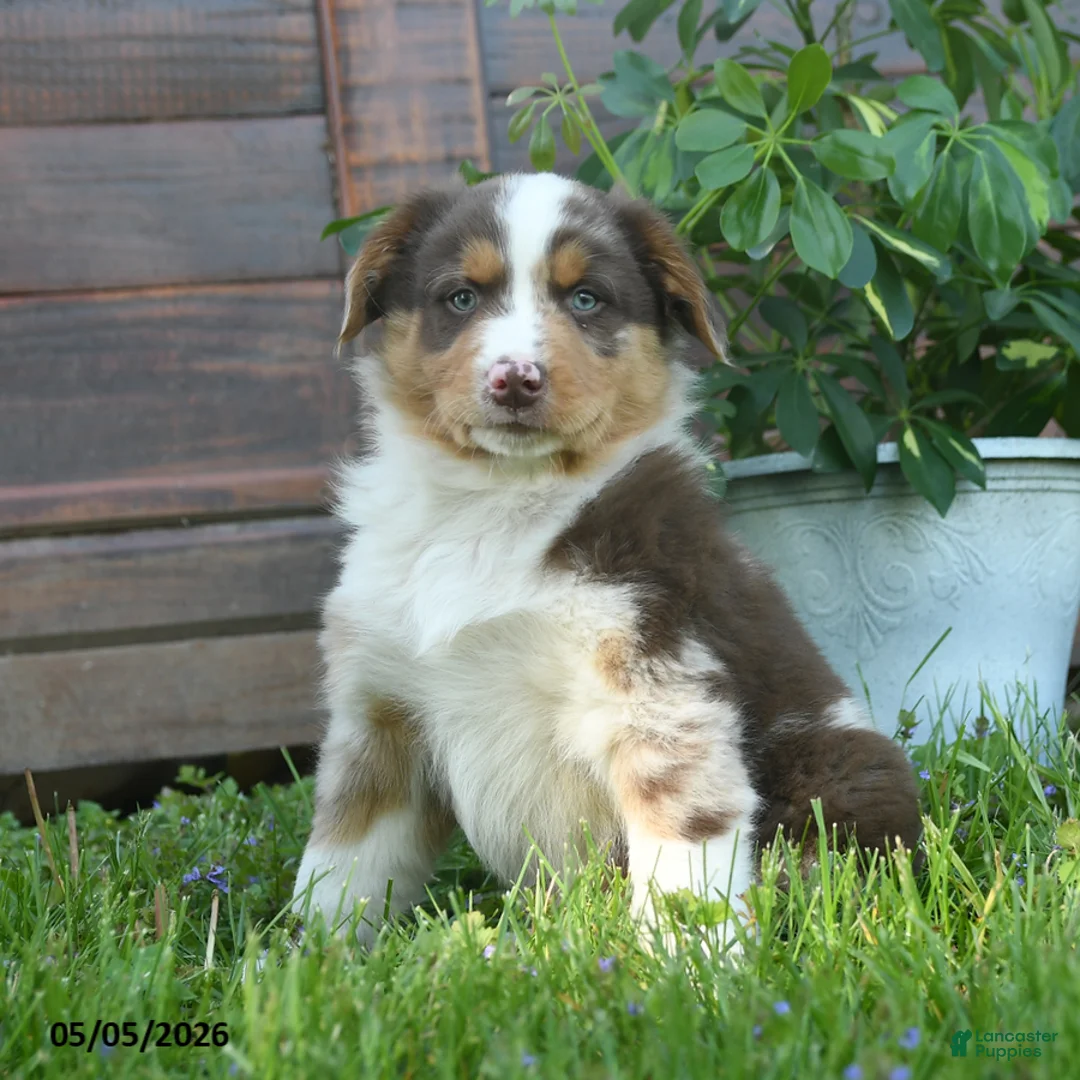 Australian Shepherd dogs for sale: Christopher - Ad 1
