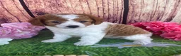 Cavapoo dogs for sale: Cupcake - Ad 10
