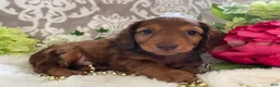 Miniature Dachshund dogs for sale: Mason - Ad 5