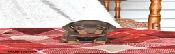 Miniature Dachshund dogs for sale: Jace - Ad 3