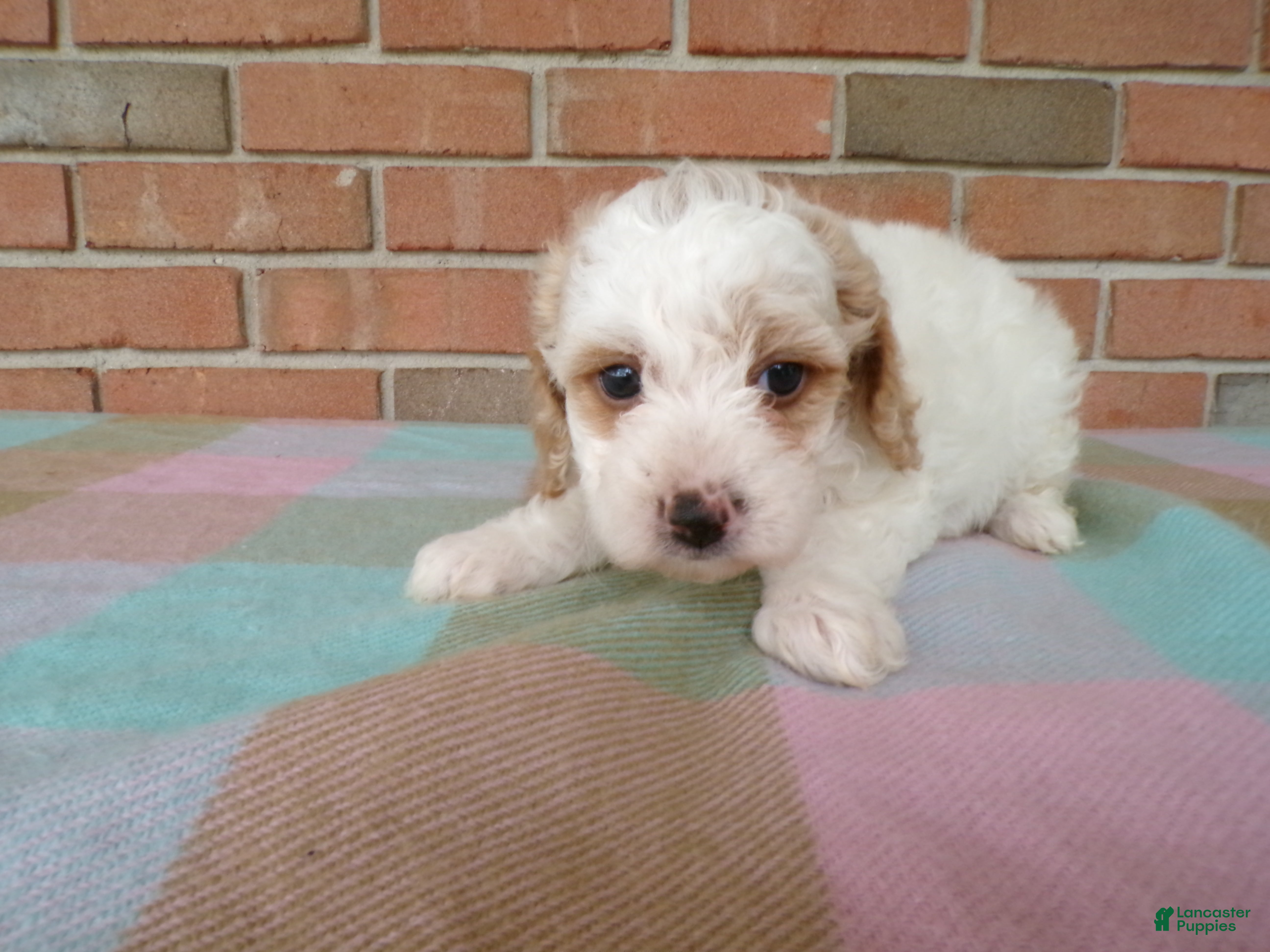 Cockapoo dogs Callie - Ad 2