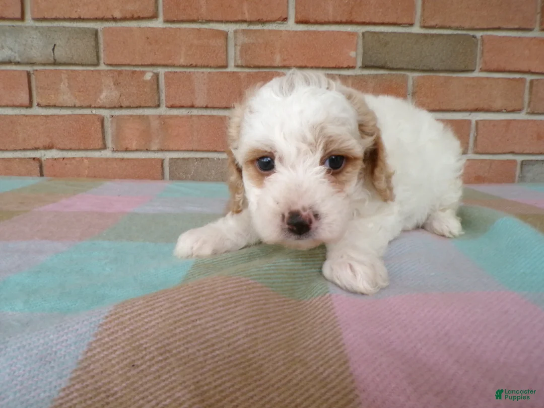 Cockapoo dogs for sale: Callie - Ad 2
