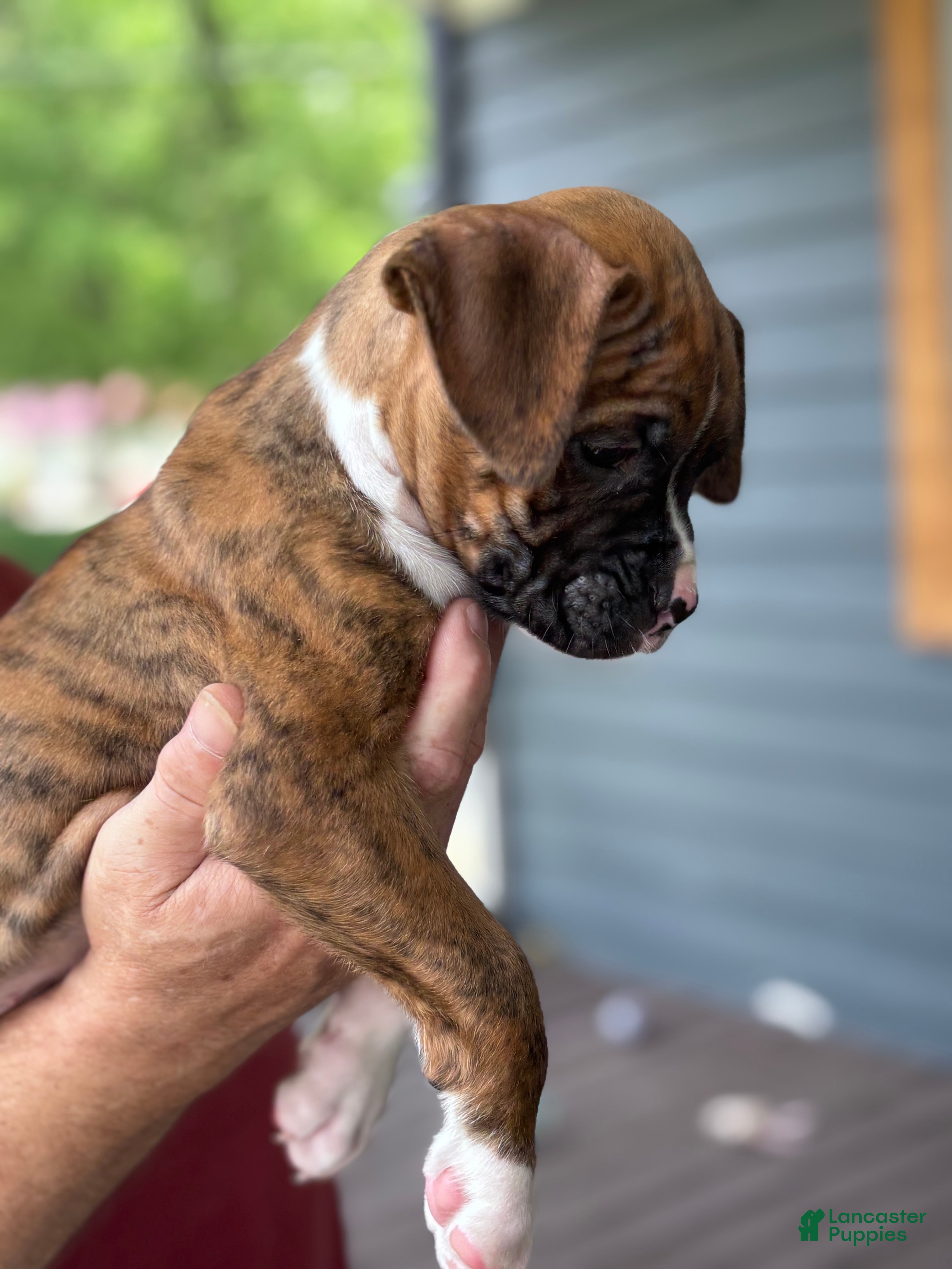 Boxer dogs Dagger - Ad 1